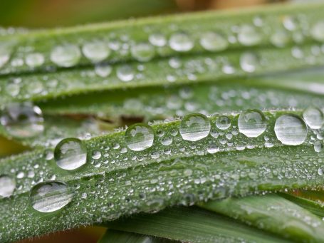 Wassertropfen auf grünen Grashalmen